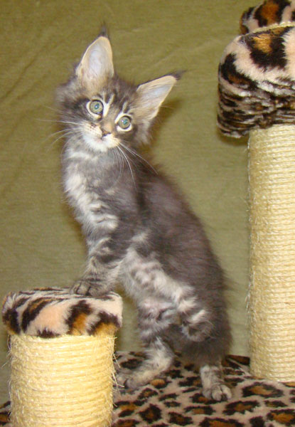     Catsvill County!   !    !       !!!    Catsvill County +7-926-544-74-09     .   ,   ,   ,    ,   ,  ,     ,   -,    ,   !